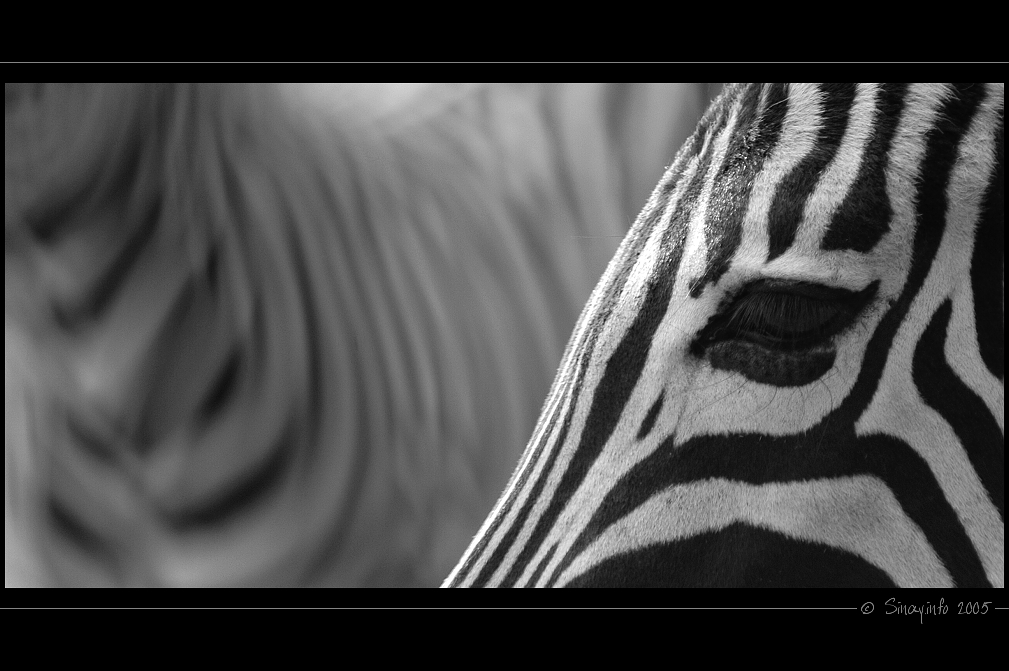 zebry.jpg